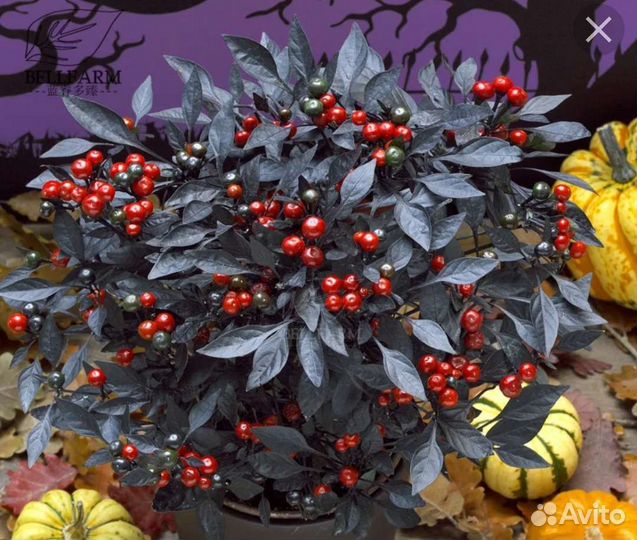 Перец черная жемчужина комнатный