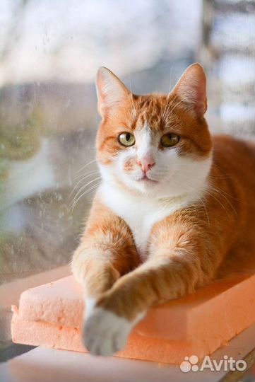 Красавчик молодой