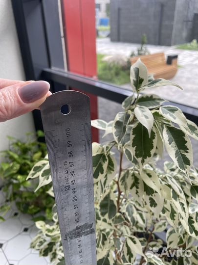 Фикус бенджамина большой