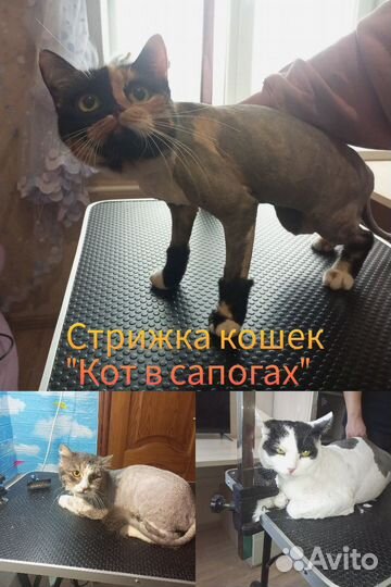 Груминг корги, грумер, стрижки собак и кошек