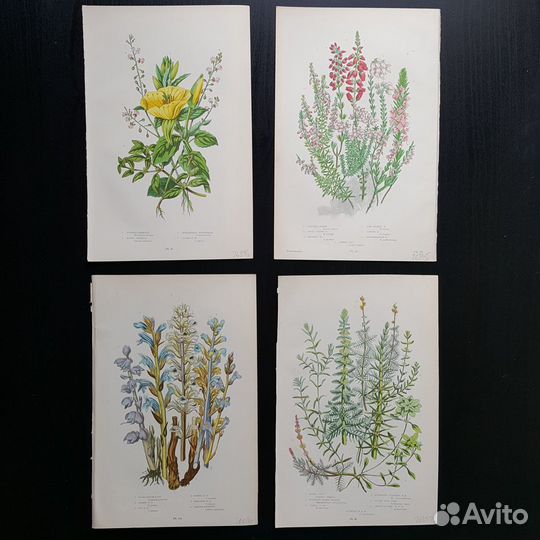 Ботанические иллюстрации XIX века