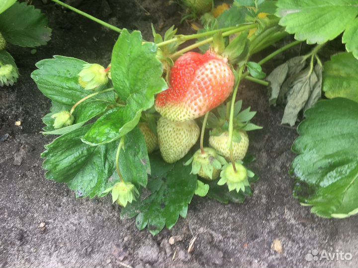 Рассада клубники Елизавета 2