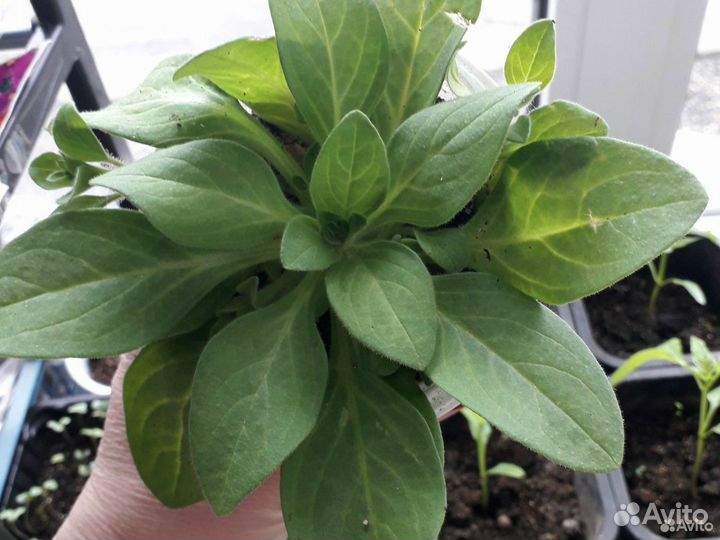 Рассада петунии