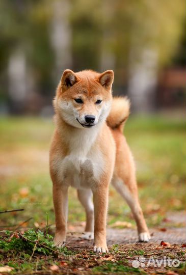 Сиба ину девочка