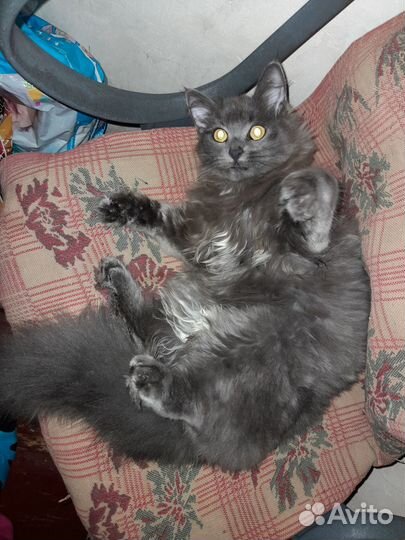 Отдам котят в добрые отвественные руки