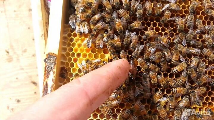 Пчелы, семьи, с ульями