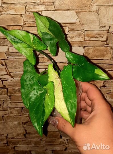 Сингониумы сортовые-2