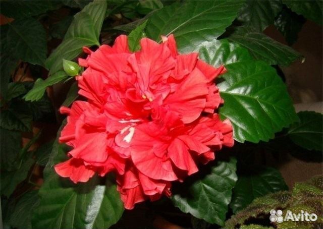 Роза китайская-гибискус