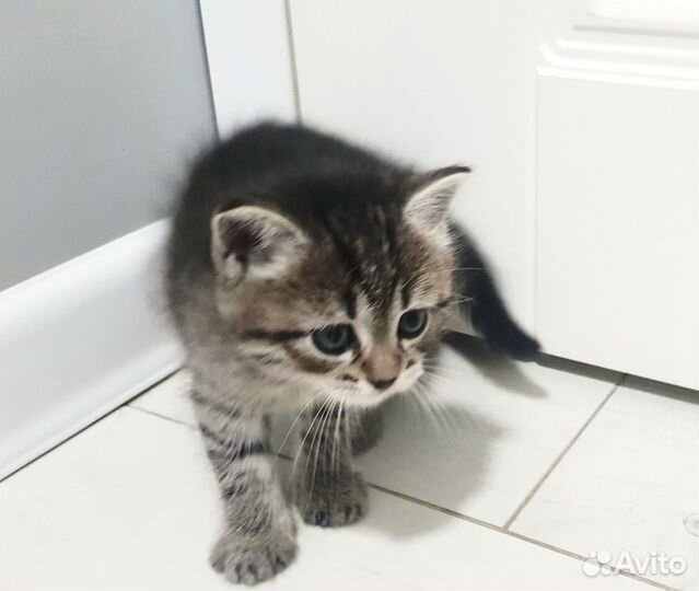 Котята - забронированы