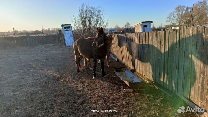 Кобыла и жеребец