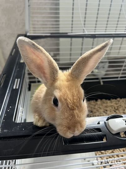 Декоративные кролики