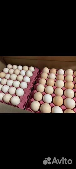 Инкубационное яйцо