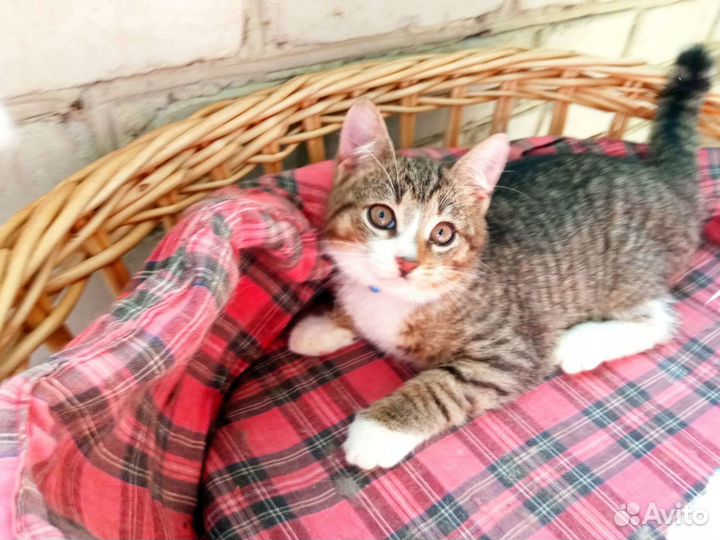 Котик ищет дом