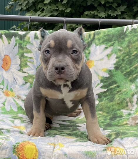 Супер щенки булли американский