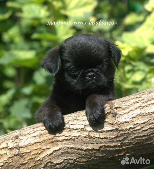 Гриффон и пти брабансон