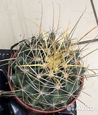 Кактусы и суккуленты