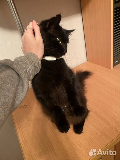 Кошечка в добрые руки