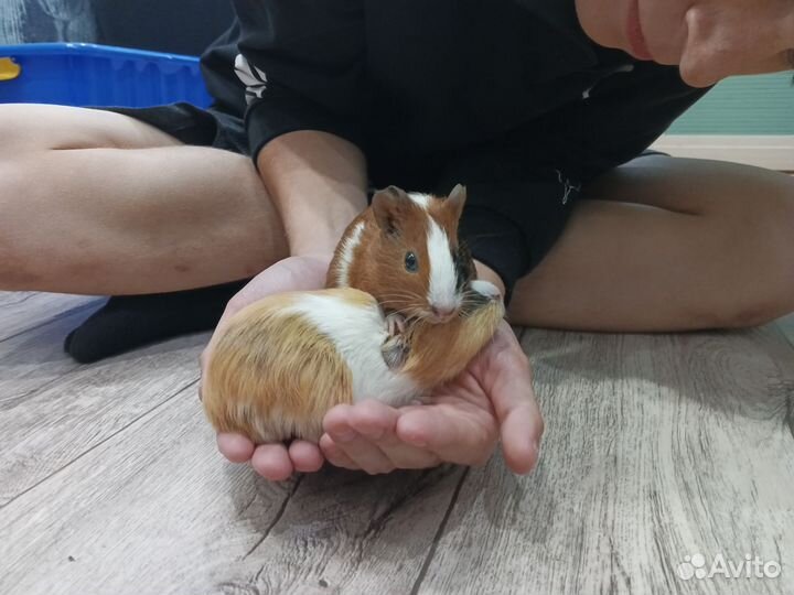 Морские свинки