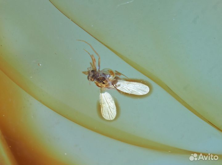 Натуральный балтийский янтарь с включением комара