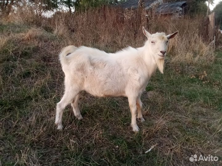 Козел зааненский