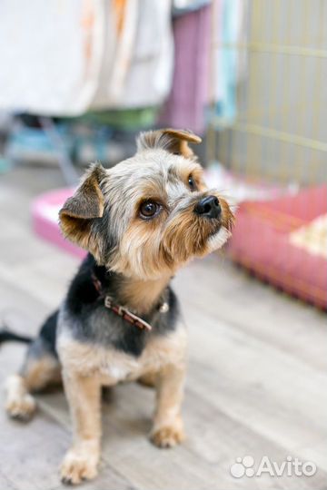 Йоркширский терьер