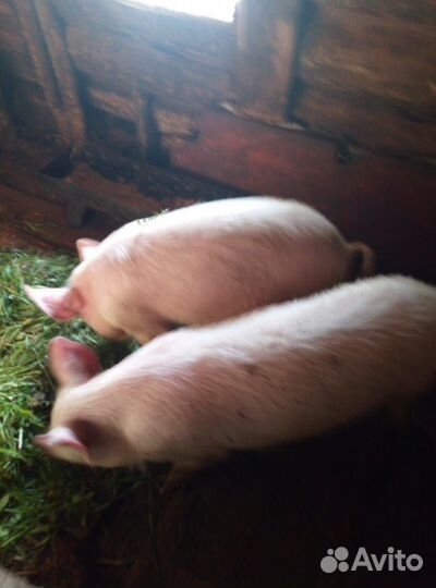 Корова телка