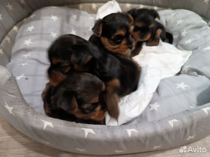 Йоркширский терьер щенки