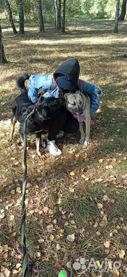 Выгул собак