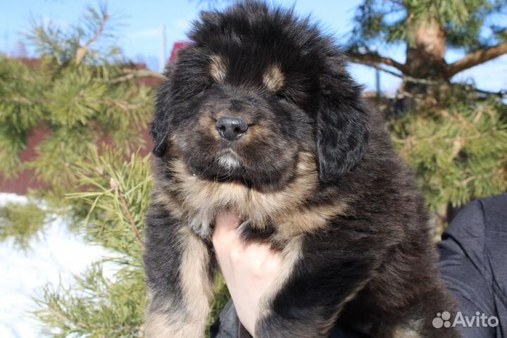 Тибетский мастиф щенки