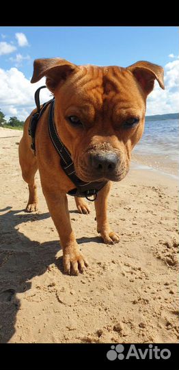 Стаффордширский бультерьер вязка