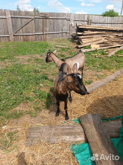 Коза дойная альпийская