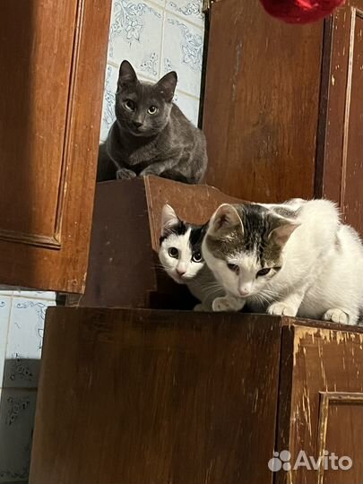 Кошки, коты, котята мальчик девочка мышеловка