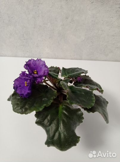 Цветущие фиалки