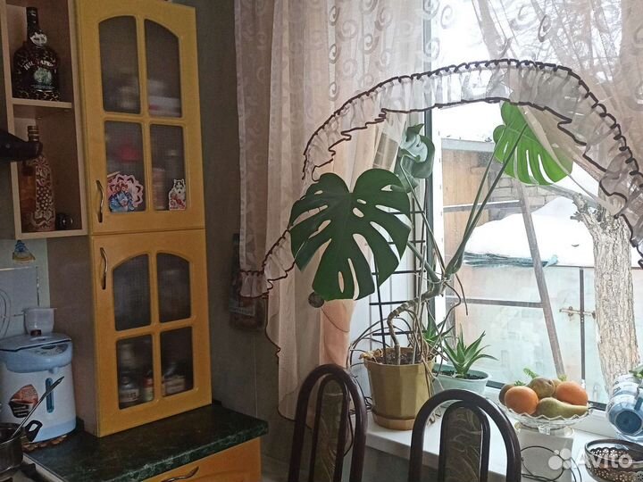 Монстера деликатесная 1,м