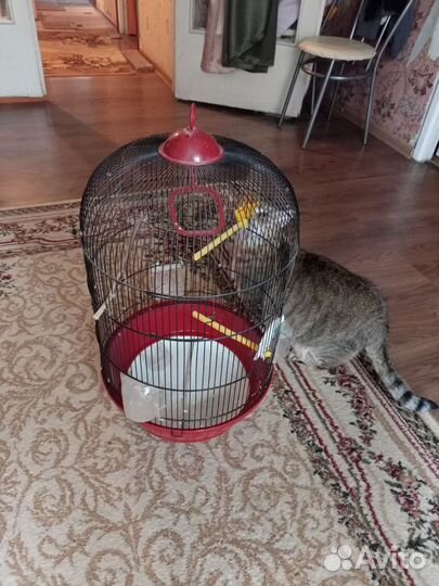 Клетка для попугая