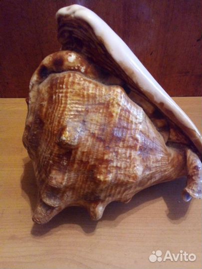 Большая морская раковина