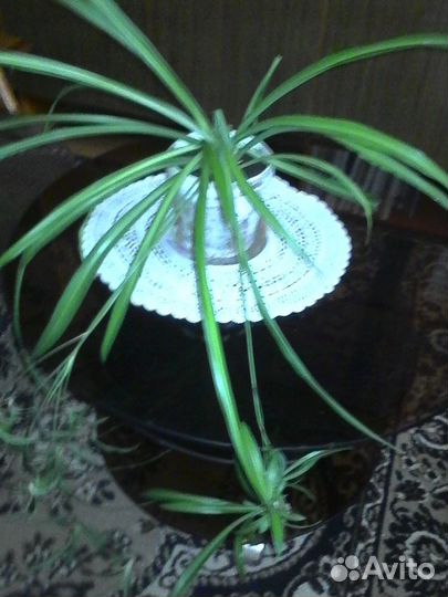 Хлорофитум зеленый