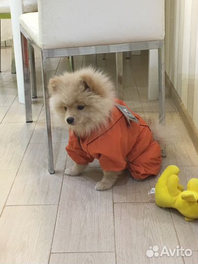 Комбинезон для собаки (размер 35)