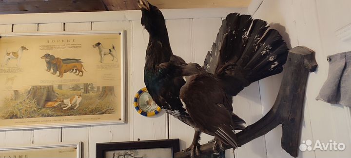 Чучело глухаря крупное