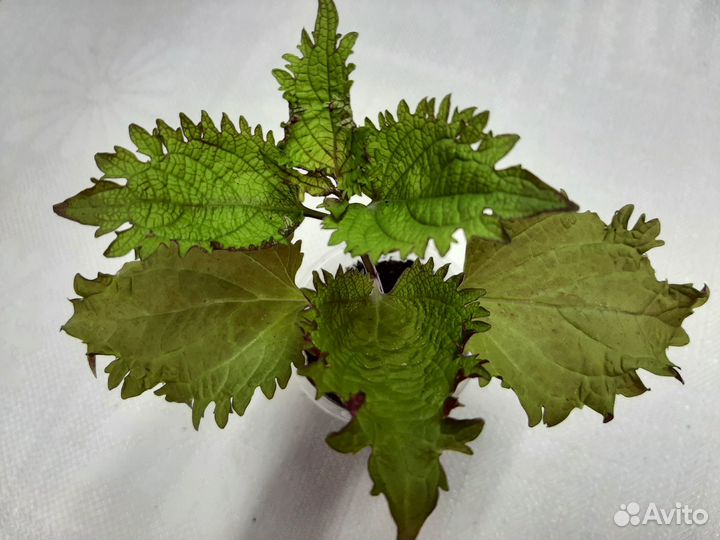 Колеусы - Henna