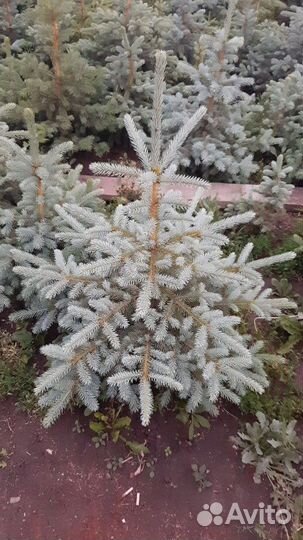 Голубая ель