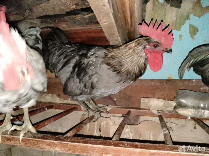 Сильверудд блу