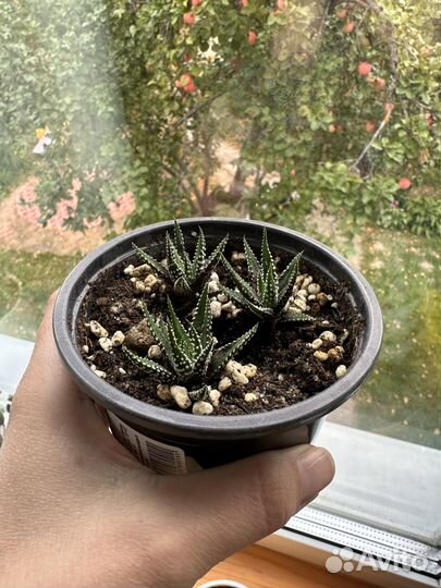 Суккуленты хавортия