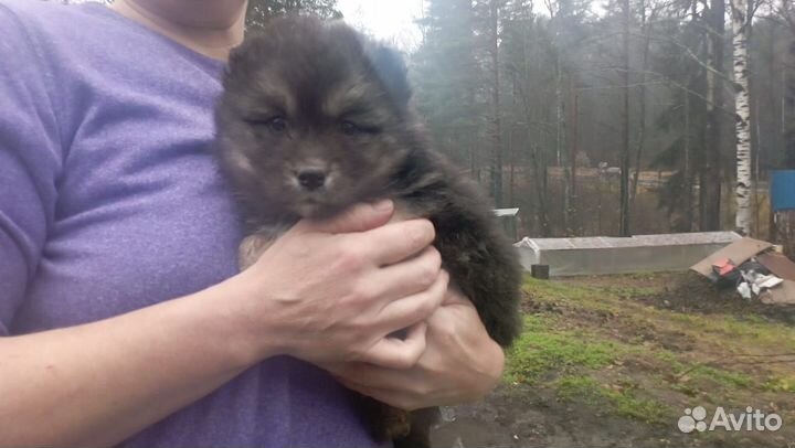 Помесь Хаски и Каролинской