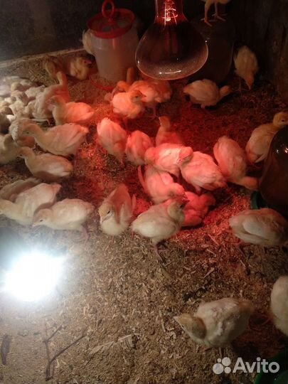 Индюшата Биг 6