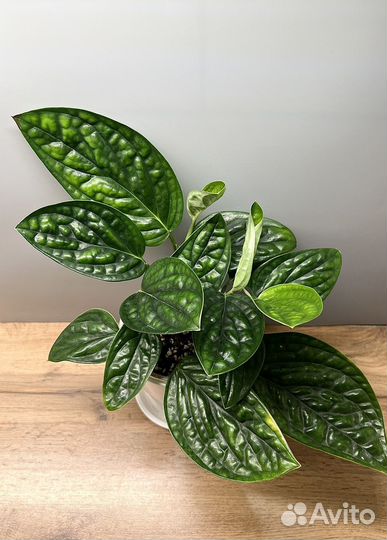 Монстера карстенианум