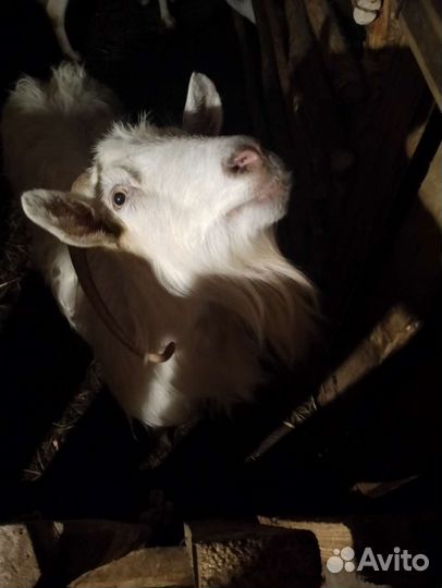 Зааненская коза