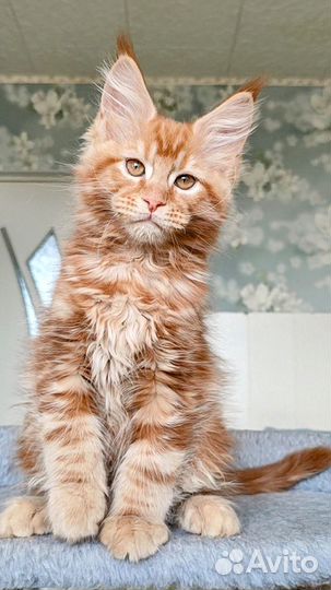 Ласковый гигант Мейн-кун