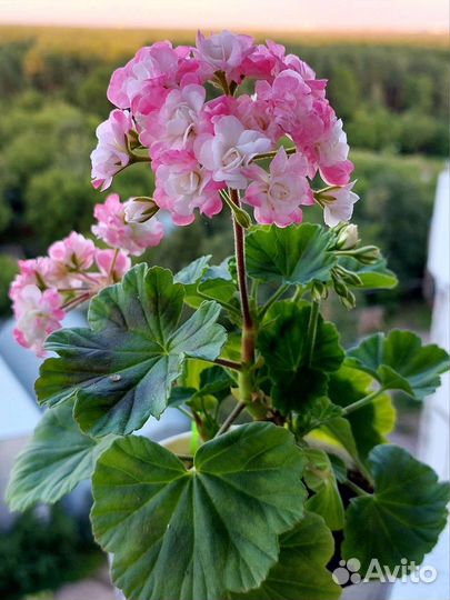 Пеларгония April Snow