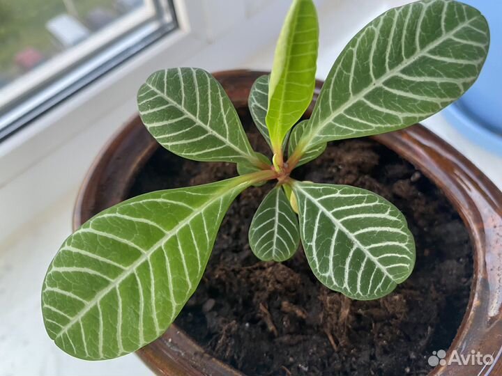 Молочай беложильчатый